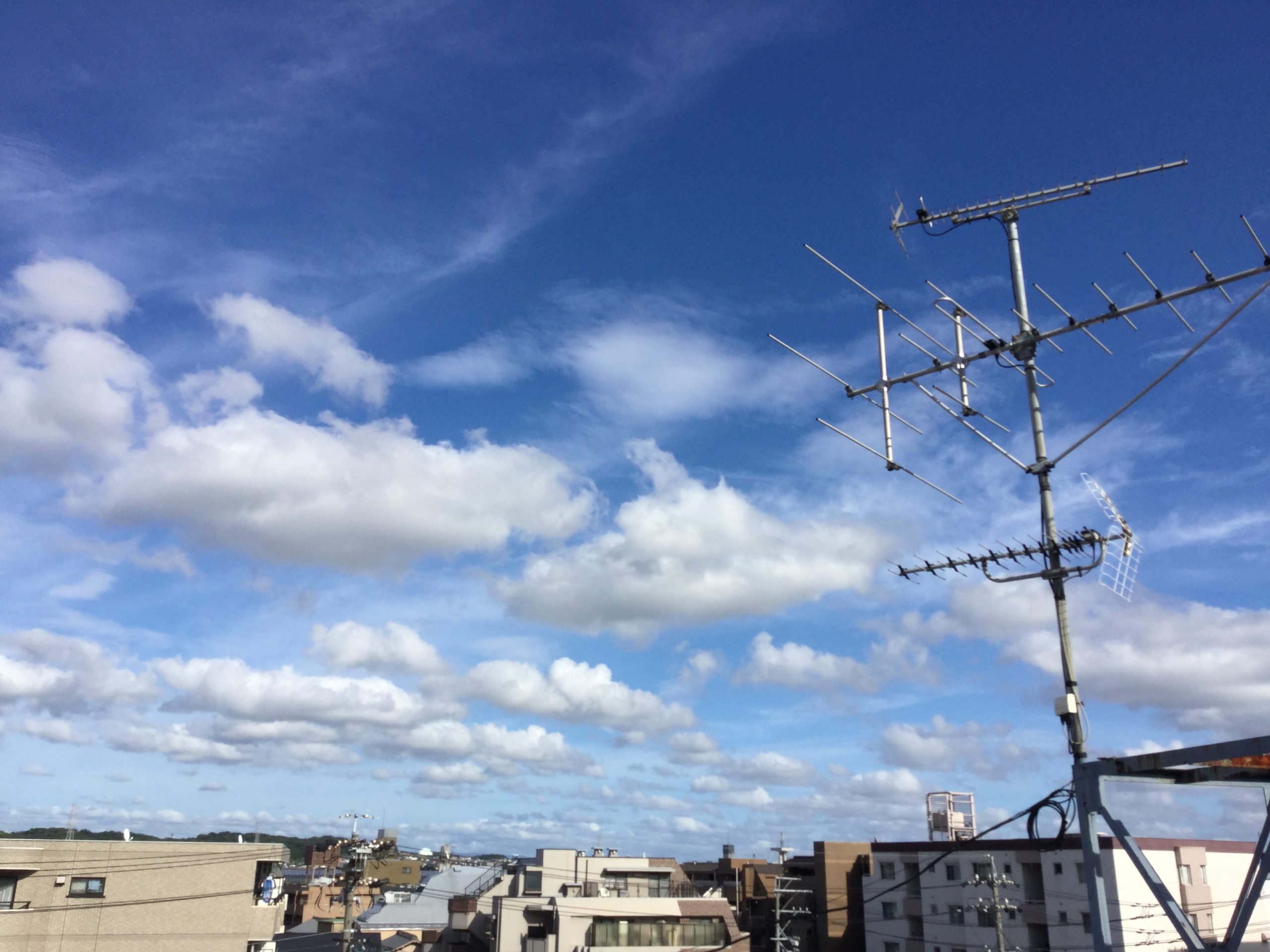 8月ほうせん花にお客様がいらっしゃいました Love You